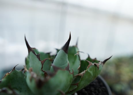 アガベ　チタノタ　 ブラックアンドブルー 　Agave titanota black and blue　NO.6