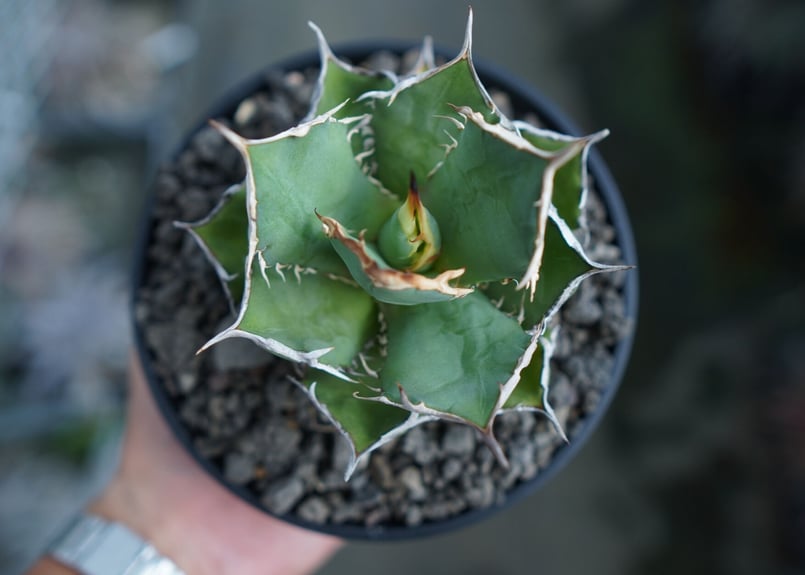 アガベ チタノタ FO-76 agave titanota FO-76 No.2 | ma アガベ チタノタ FO-76 agave titanota FO-76 No.2 | ma