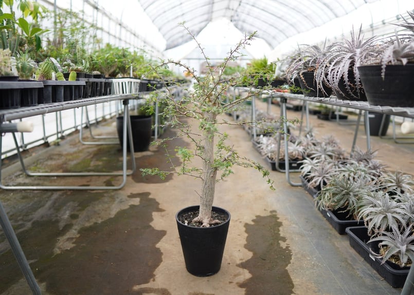 オペルクリカリア：デカリー （実生株） 3.5号鉢植え24-02 の