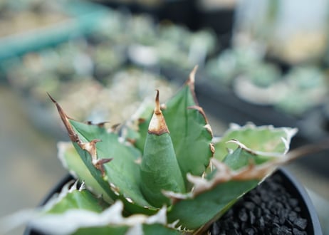 アガベ　チタノタ 　Agave titanota　No.1