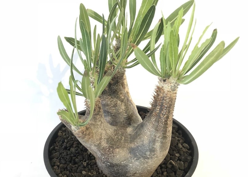 パキポディウム イノピナツム №4 | mana 