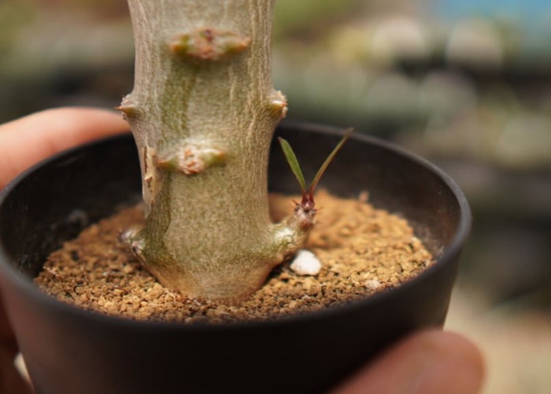 パキポディウム バロニー | mana's farm:塊根植物・アガベ