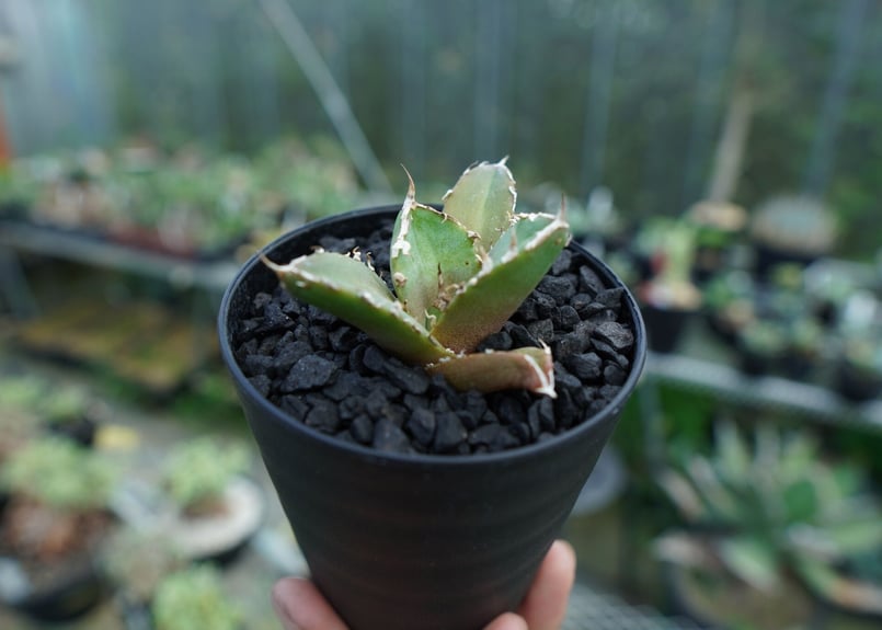 アガベ チタノタ 鬼爪雪峰 Agave titanota “Onitsume Yukimin