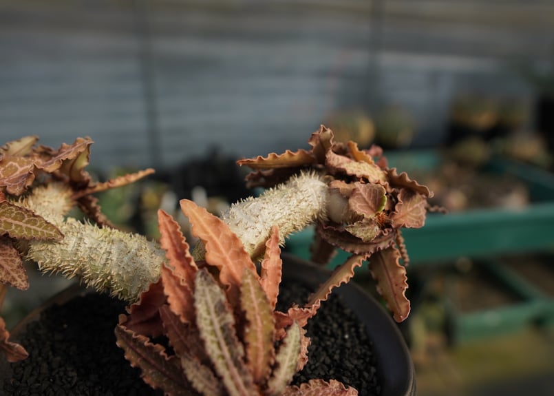 ユーフォルビア フランコイシー Euphorbia francoisii | mana's