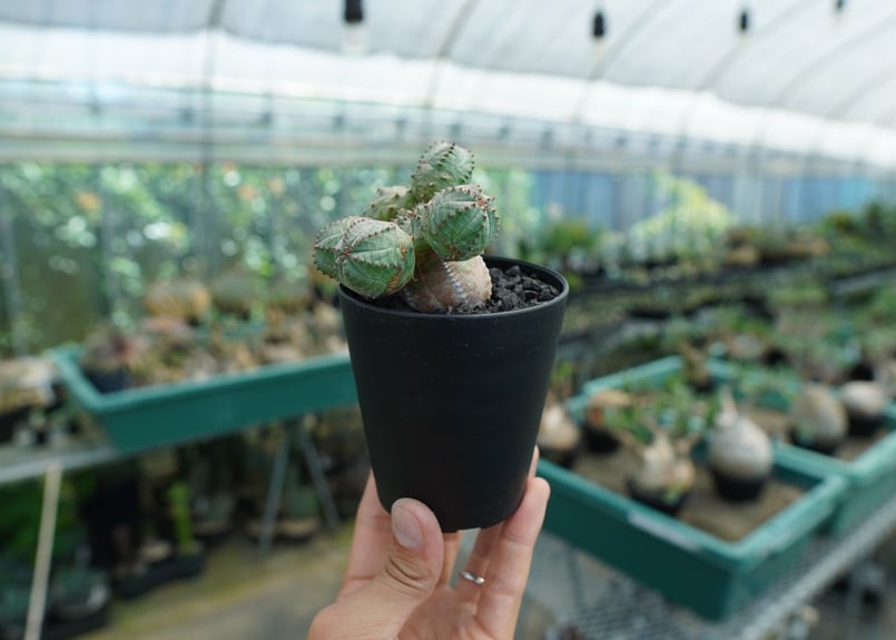 ユーフォルビア オベサブロー Euphorbia ObesaBlow | mana's far