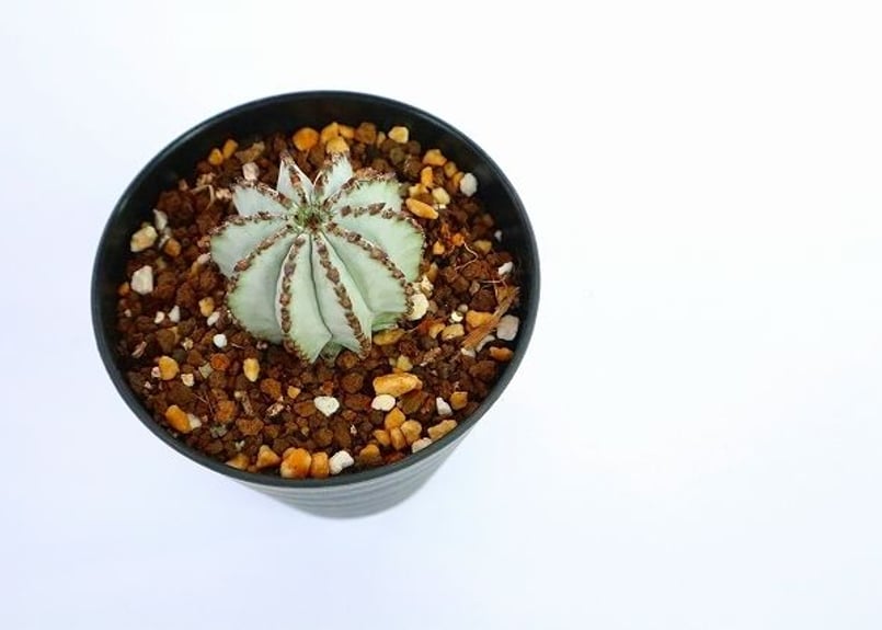 ユーフォルビア 特白ホリダ | mana's green:塊根植物販売|マナズ ユーフォルビア 特白ホリダ | mana's green:塊根植物販売|マナズ