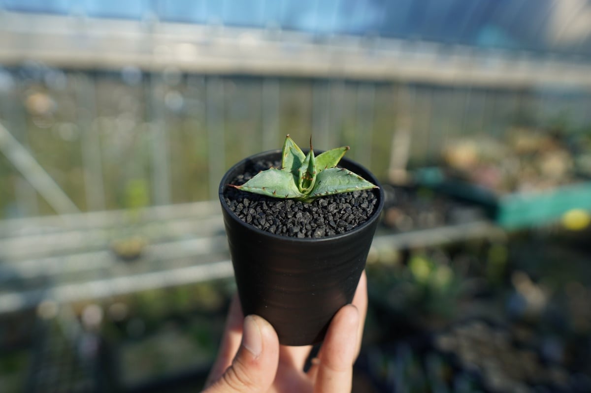 アガベ ホリダ×パラサナ agave horrida×parasana | mana's fa