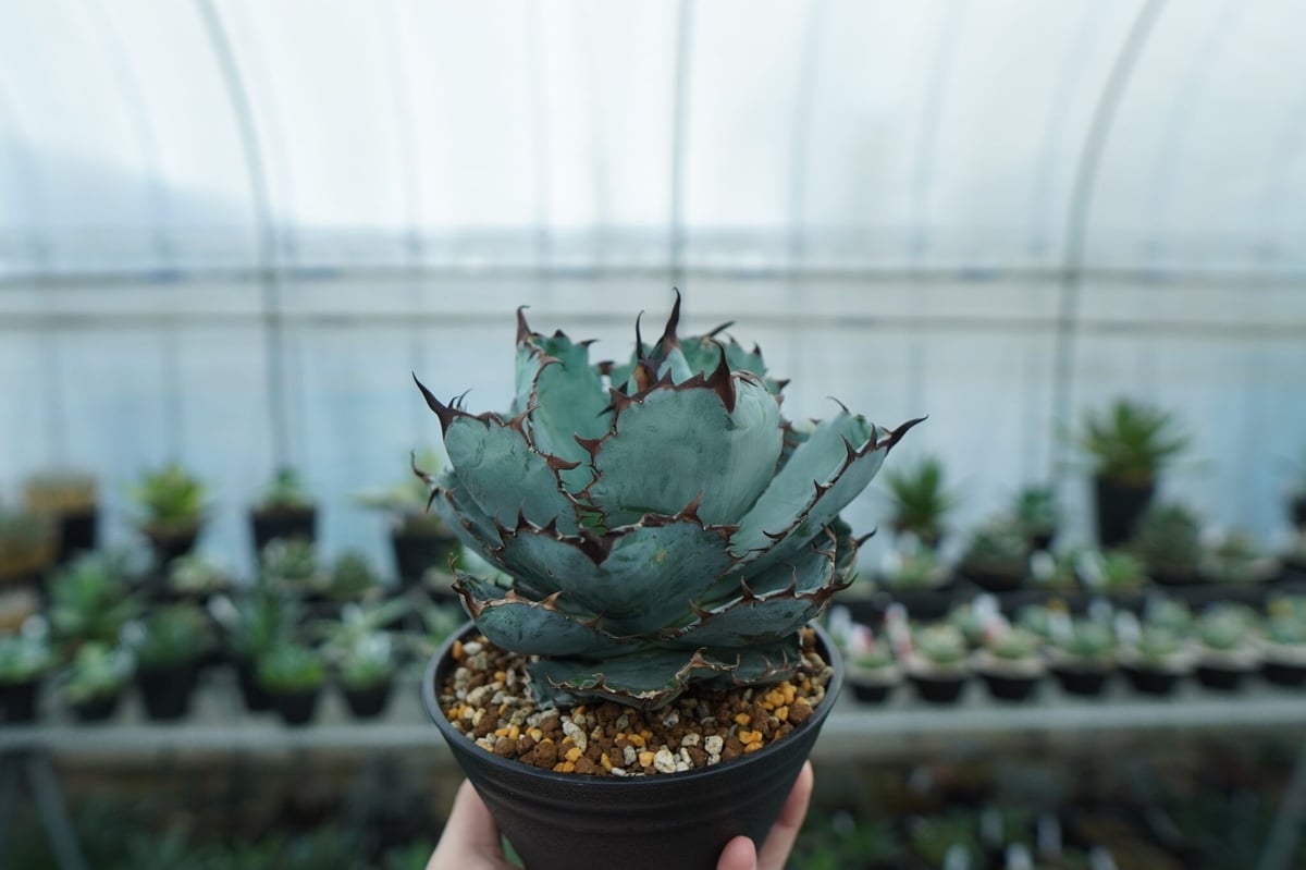 アガベ ブルー実生 黒鋸歯 fit=scale-down,w=1200