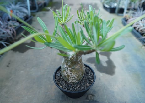 パキポディウム　グラキリス　 Pachypodium Gracilius