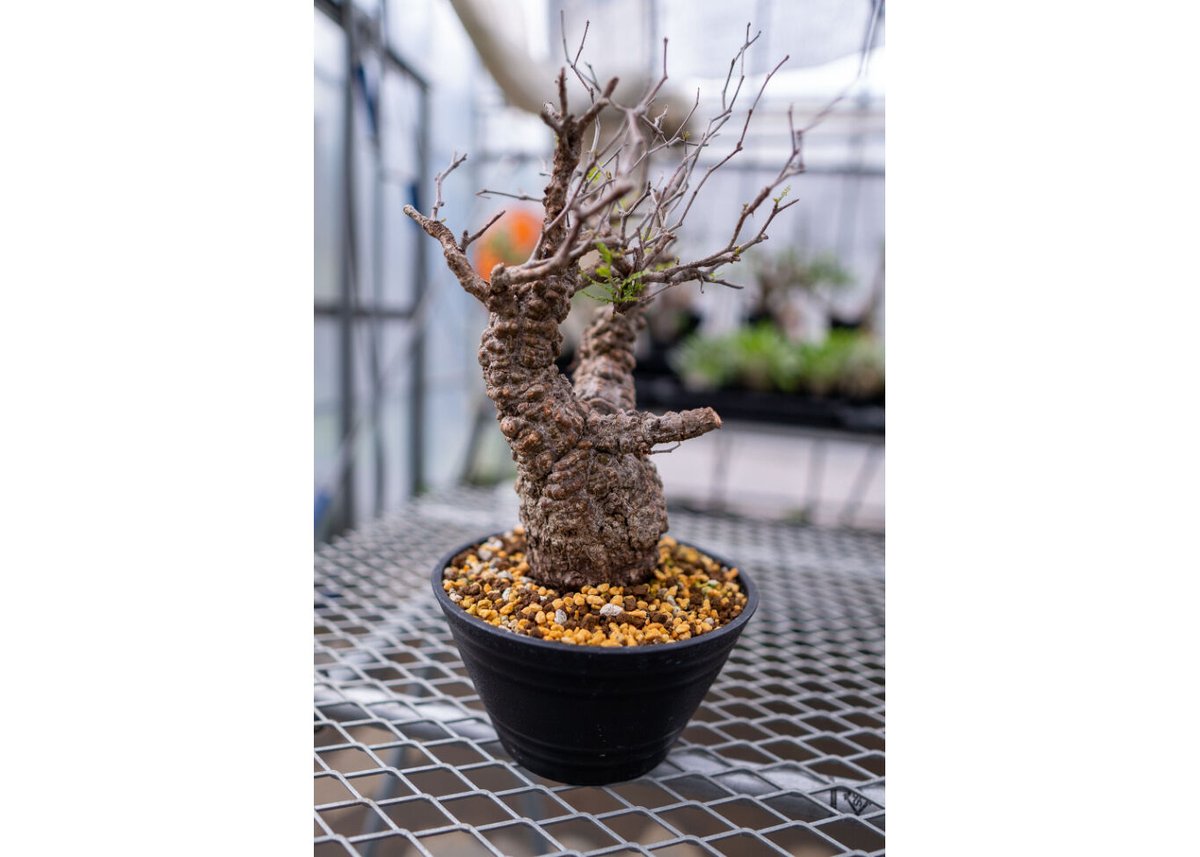 オペルクリカリア パキプス | mana's farm:塊根植物・アガベ・ドライ