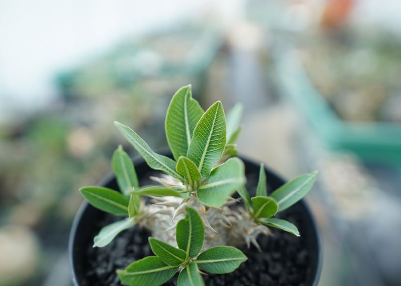 【値下】Pachypodium densicaule パキポディウム　恵比寿大黒 10年ものの恵比寿大黒 ・ ・ #pachypodium #pachypodiumdensicaule