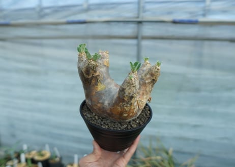 パキポディウム　エブレネウム　Pachypodium eburneum　No.1