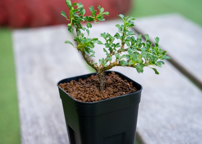 サルコカウロン バンデリエティアエ | mana's farm:塊根植物