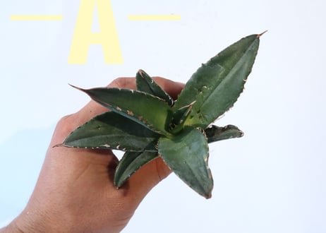 Agave titanota FO-76 compacta dwarf