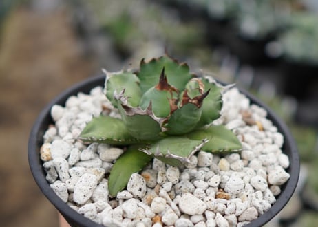 Agave titanota dwarf 姫厳龍NO.7   (G)