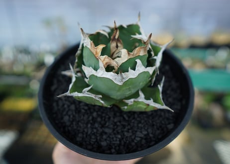 アガベ　チタノタ　螃蟹　Agave Titanota crab