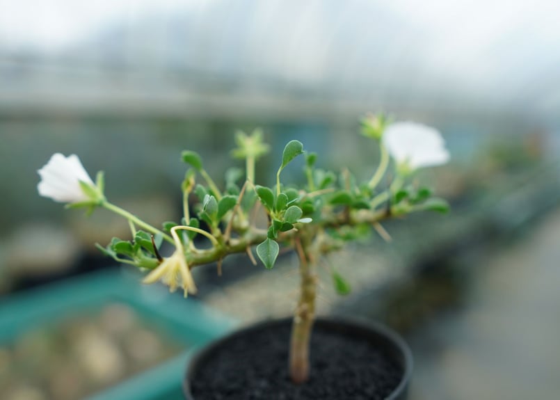 サルコカウロン バンデリエティアエ Sarcocaulon vanderietiae No.1