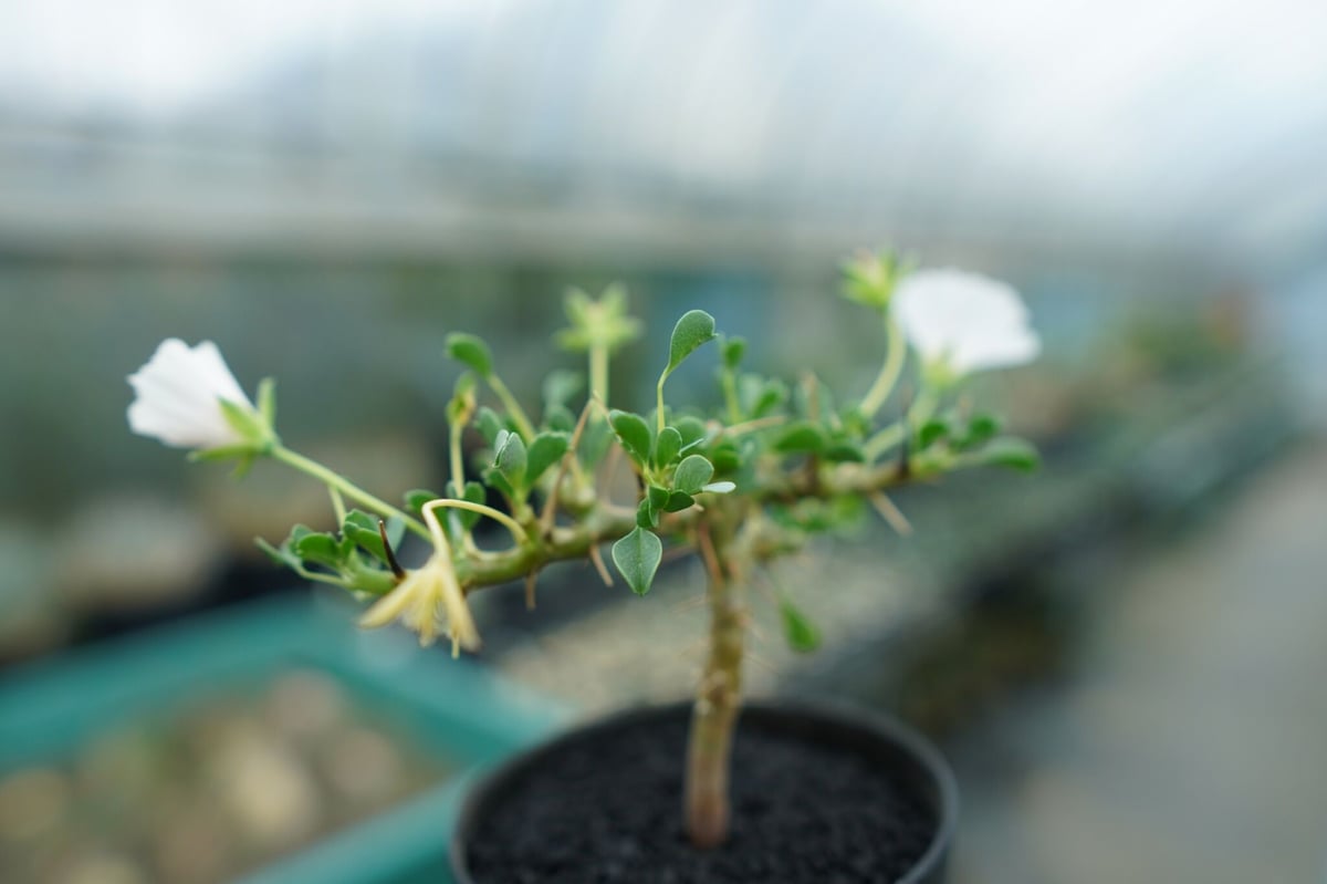サルコカウロン バンデリエティアエ Sarcocaulon vanderietiae サルコカウロン バンデリエティアエ Sarcocaulon vanderietiae