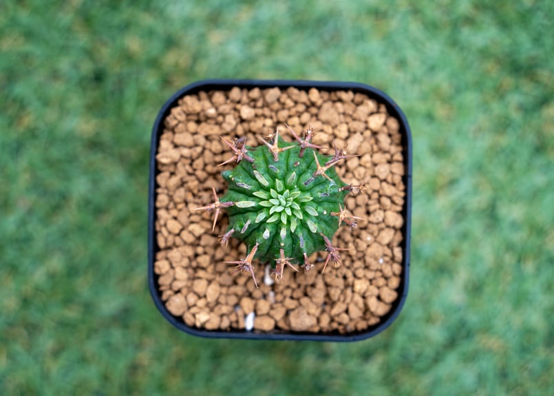 ユーフォルビア 群星冠 | mana's farm:塊根植物・アガベ・ドライ