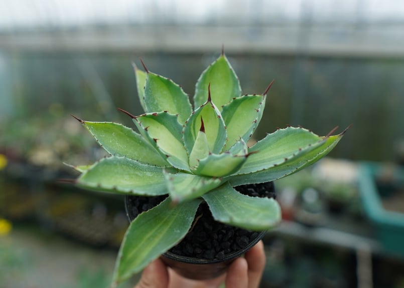 アガベ 吉祥冠錦 Agave potatorum variegata | mana's fa