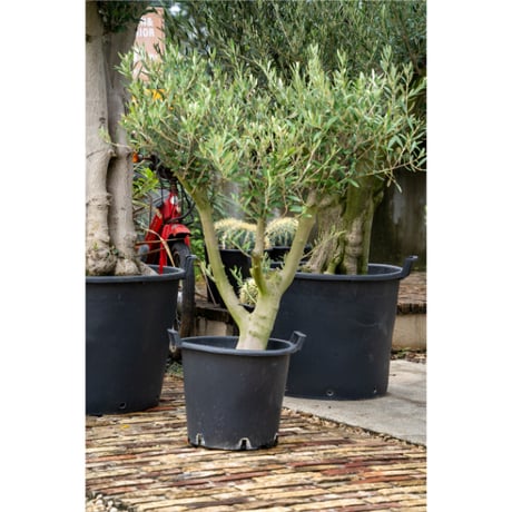 国産オリーブ　No.2