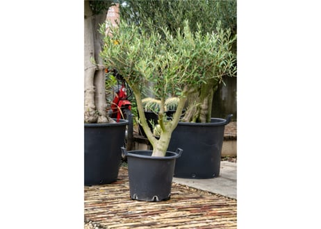 ソウラボアガベ　mana's farm ４周年祭限定アイテム m90530457033_1.jpg?1687872114