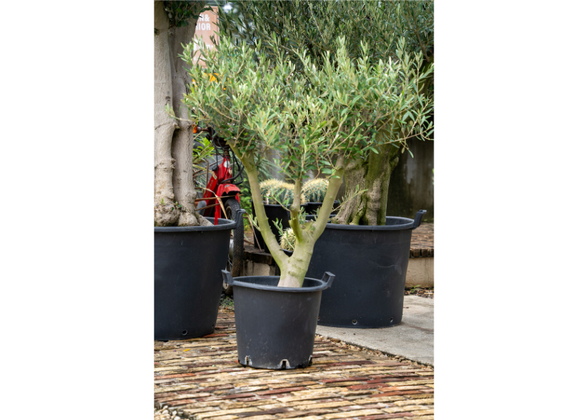 国産オリーブ No.2 | mana's farm:塊根植物・アガベ・ドライガーデン