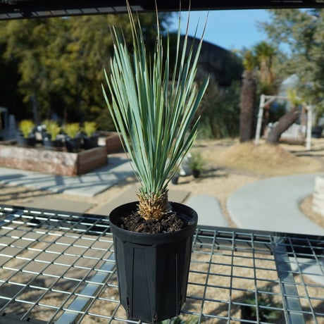 ユッカ様 yucca | STORES