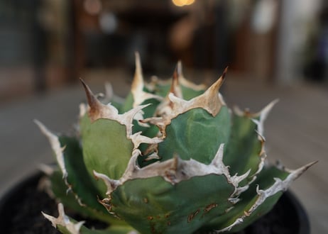 アガベ　チタノタ　FO-76　Agave titanota ”FO-76"　No.1