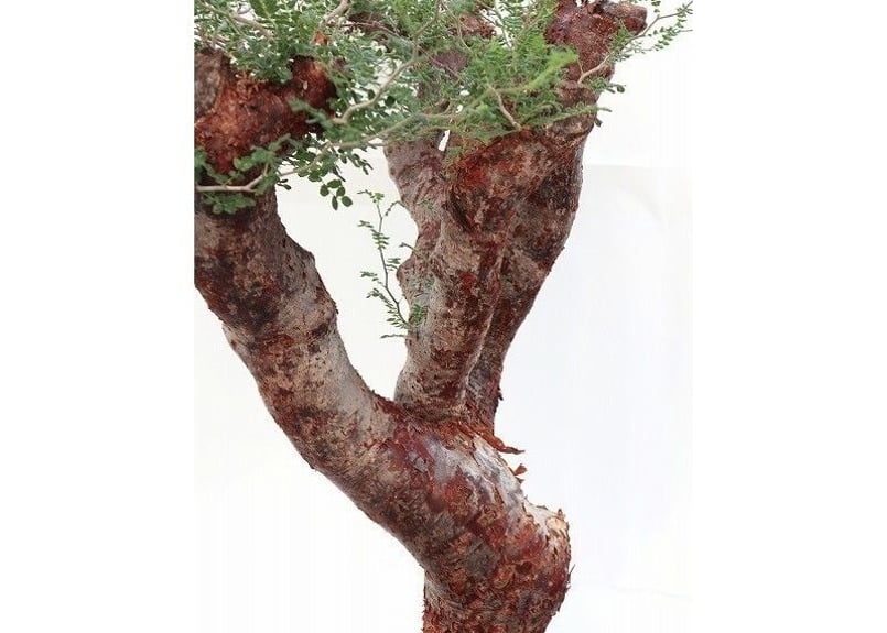 コミフォラ モンストローサ | mana's farm:塊根植物・アガベ・ドライ