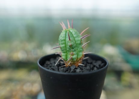 ユーフォルビア　フェロックス　Euphorbia ferox