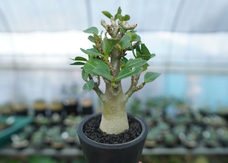 アデニウム　Adenium　No.15