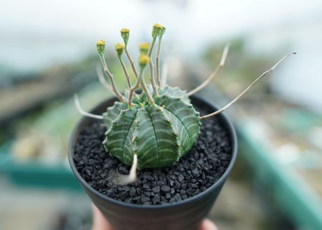 ユーフォルビア　バリダ　Euphorbia valida