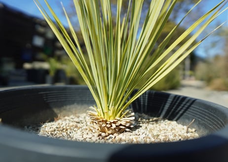 ユッカ　ロストラータ　yucca rostrata No.1