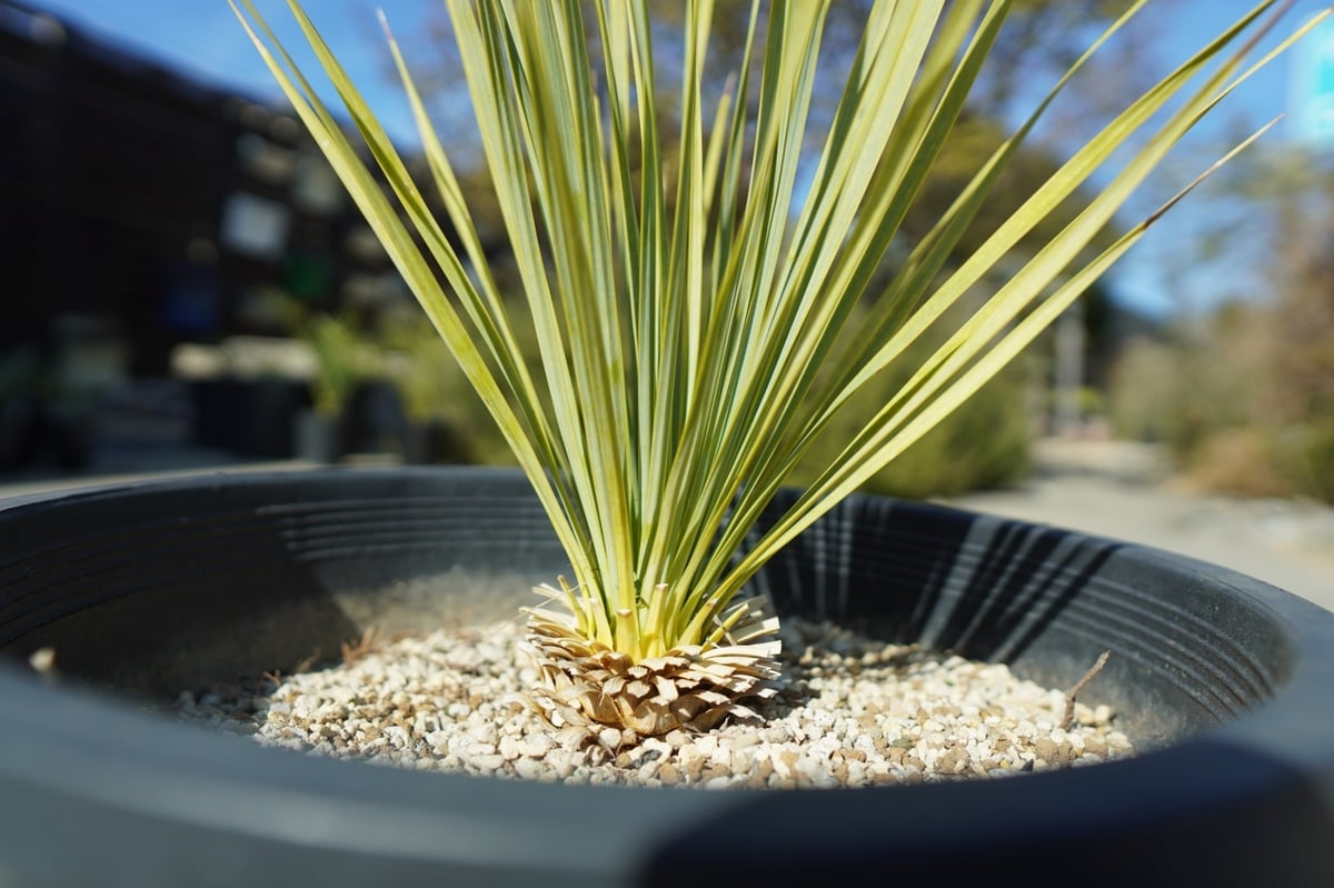 ユッカ　ロストラータ　1 ユッカ ロストラータ yucca rostrata No.1 | mana's farm:塊根