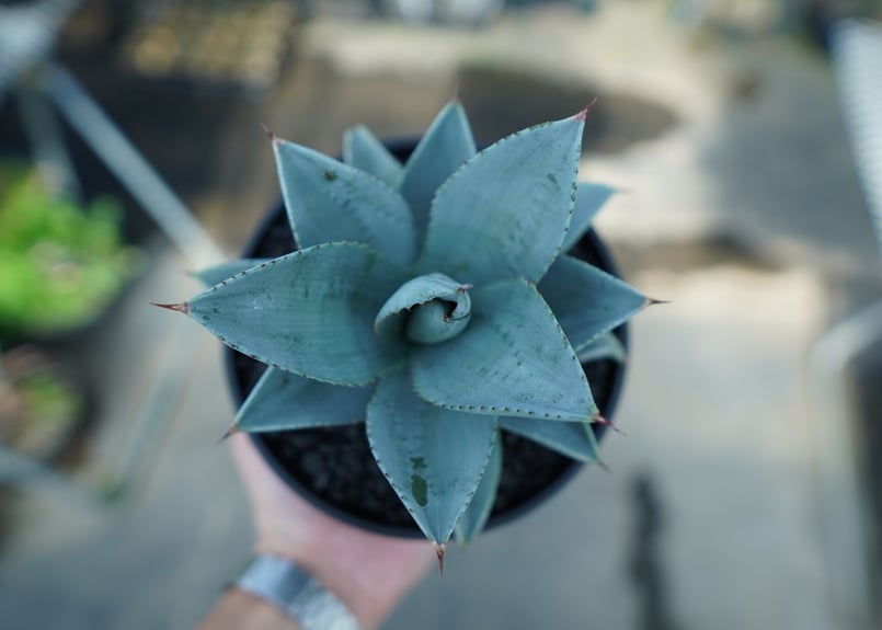 アガベ ドラゴントゥース Agave Dagontoes No.6 | mana's farm