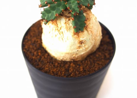 ユーフォルビア ステラータ 飛竜  Euphorbia stellata  未発根