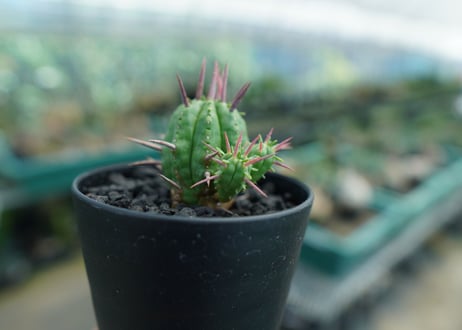 ユーフォルビア　フェロックス　Euphorbia ferox  No.1