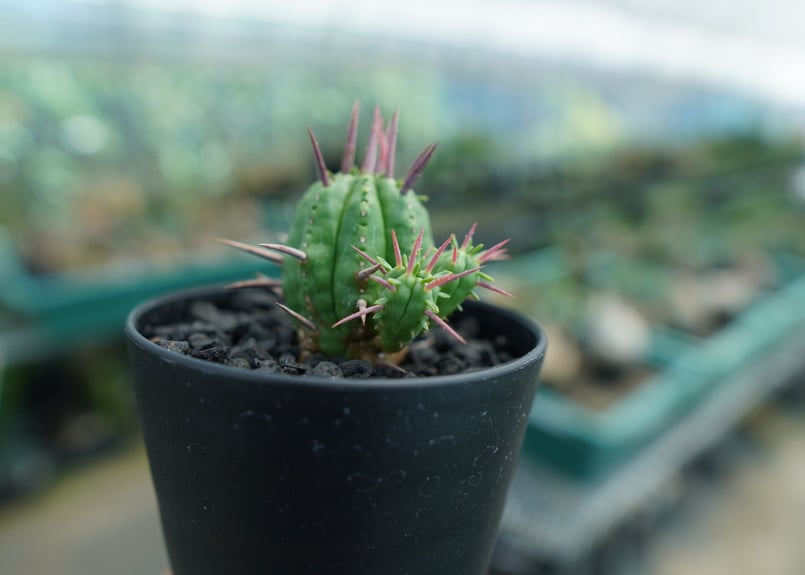 ユーフォルビア フェロックス Euphorbia ferox No.1 | mana's f