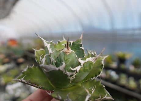 agave titanota ソーラーエクリプス　solareclipse　No.2