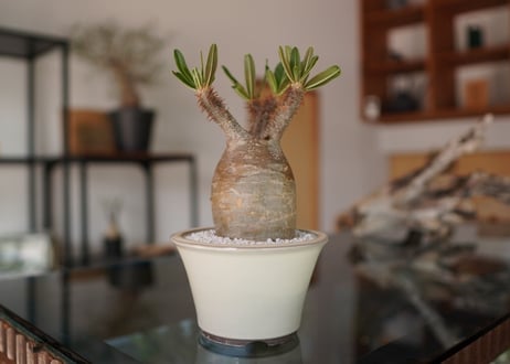 パキポディウム　グラキリス　 Pachypodium Gracilius