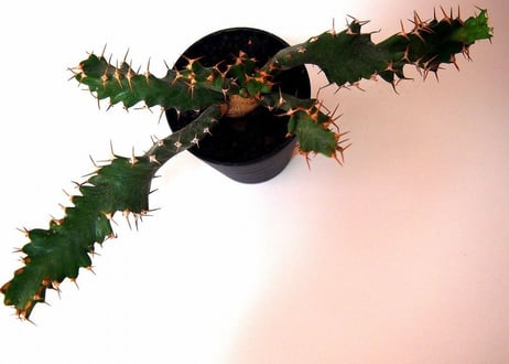 ユーフォルビア ウムフォロジエンシス　Euphorbia umfoloziensis