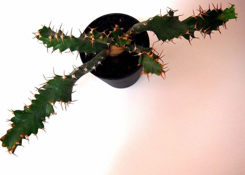 ユーフォルビア ウムフォロジエンシス Euphorbia umfoloziensis | ma