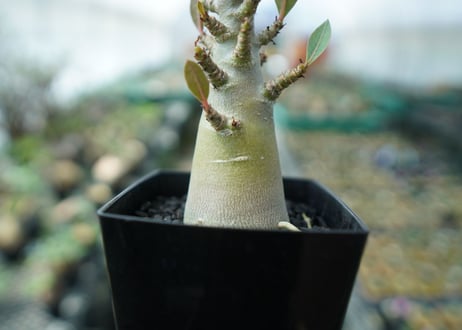 アデニウム　Adenium　No.3