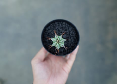ユーフォルビア　ホリダ　マジョール　Euphorbia horrida major