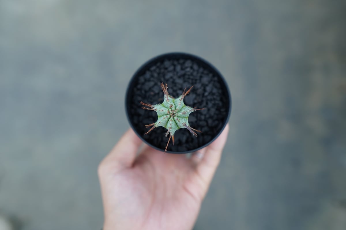 ユーフォルビア ホリダ マジョール Euphorbia horrida major | man