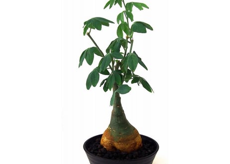 Adenia glauca 　アデニア グラウカ　幻蝶かずら
