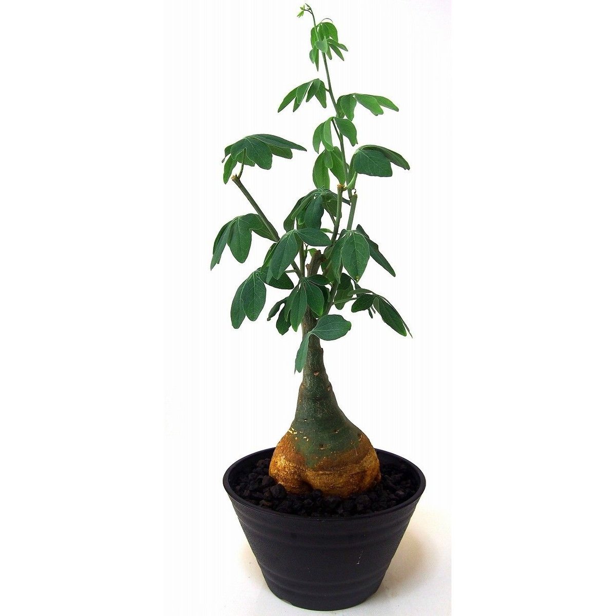 アデニア　グラウカ　Adenia glauca 幻蝶かずら アデニア グラウカ（幻蝶かずら）043 – linkplants -リンクプランツ-