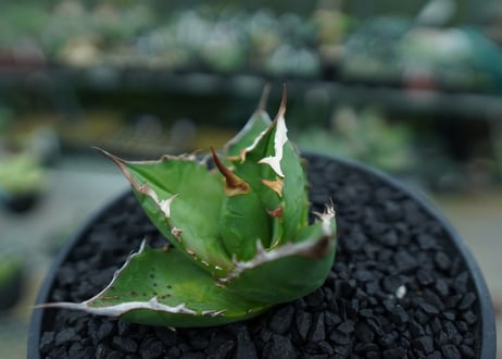 アガベ　チタノタ 　Agave titanota　No.8