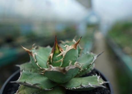 アガベ　チタノタ　烈焔 Agave titanota "烈焔"　No.3